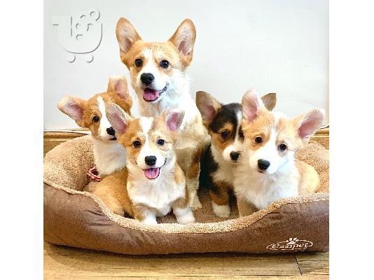 Κουτάβια Pembroke welsh corgi
